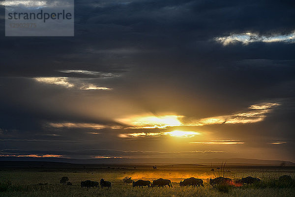 Morgendämmerung in den Ebenen der Masai Mara  Kenia