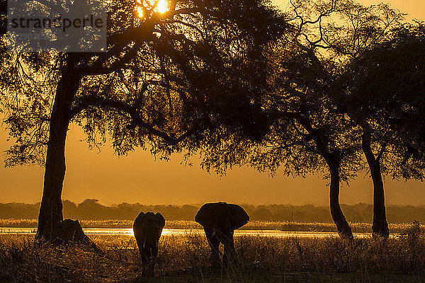 Elefant und Kalb (Loxodonta Africana)  Sambesi-Fluss  Simbabwe