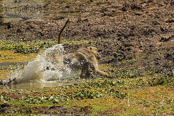 Pavian (Papio cynocephalus ursinas)  Mana-Pools  Simbabwe
