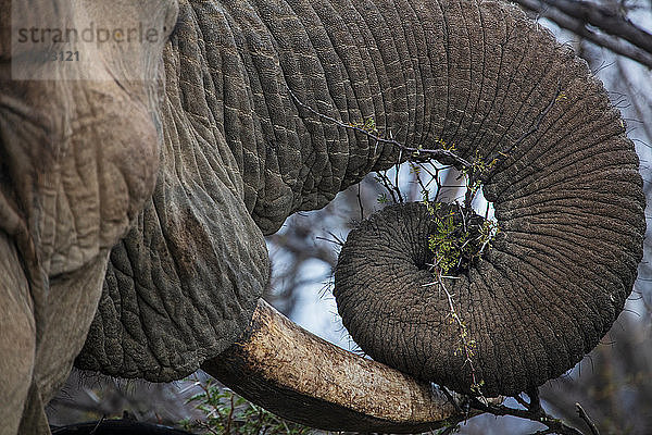 Nahaufnahme eines afrikanischen Elefanten (Loxodonta)