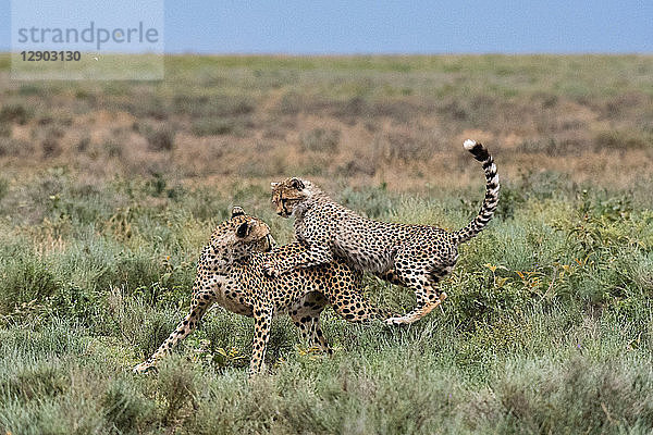 Ein weiblicher Gepard (Acinonyx jubatus) und sein Jungtier im Sparring  Ndutu  Ngorongoro-Schutzgebiet  Serengeti  Tansania