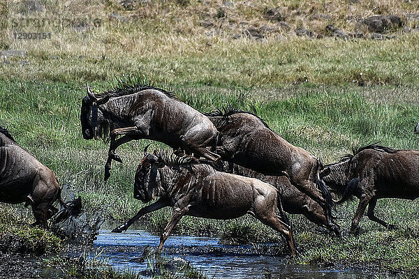 Gnus auf jährlicher Wanderung über den Mara-Fluss in Südkenia