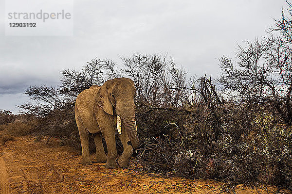 Afrikanisches Elefantenkalb  (Loxodonta)  Sutherland  Nordkap  Südafrika