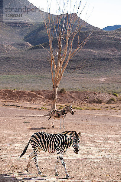 Zebrapaar (Equus quagga)  Fluss Touws  Westkap  Südafrika