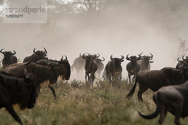Eine Herde Weißschwanzgnus (Connochaetes taurinus)  Ndutu  Ngorongoro-Schutzgebiet  Serengeti  Tansania