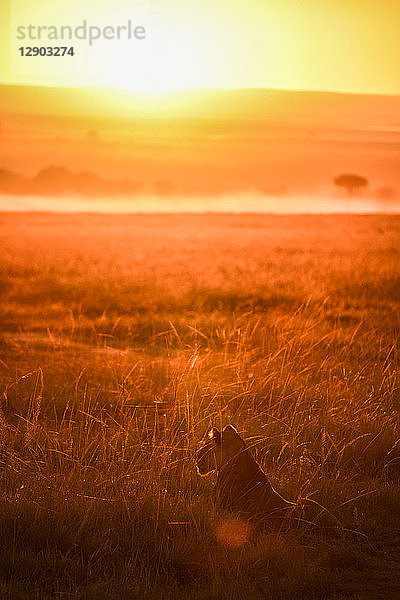 Löwin in den Ebenen der Masai Mara  Kenia