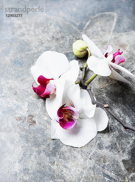 Weiße Orchideen auf weiß getünchtem Hintergrund
