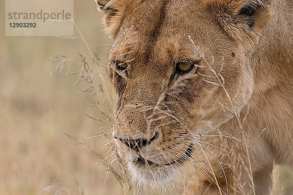 Nahaufnahme-Porträt einer Löwin (Panthera leo) beim Wandern  Seronera  Serengeti-Nationalpark  Tansania