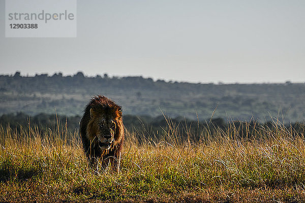 Männlicher Löwe auf den Ebenen der Masai Mara  Kenia
