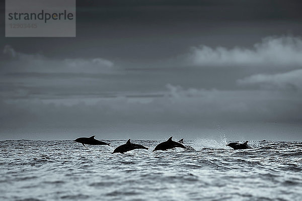 Silhouette eines Gewöhnlichen Delfins  Skellig Inseln  Dingle  Kerry  Irland