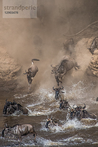 Gnus auf jährlicher Wanderung über den Mara-Fluss  Südkenia