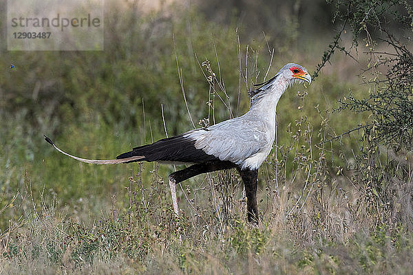 Sekretärvogel (Schütze Serpentarius)  Ndutu  Ngorongoro-Schutzgebiet  Serengeti  Tansania