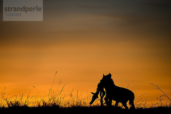 Silhouette einer Hyäne  die im Morgengrauen den Kadaver eines Babyzebras trägt  Masai Mara  Kenia