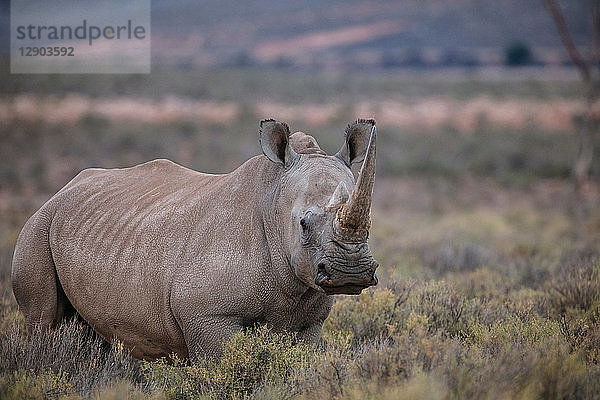 Breitmaulnashorn (Ceratotherium simum)  Touws River  Westkap  Südafrika