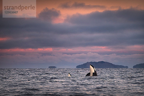 Orcas  Killerwale beim Spionage-Hopping  Skjervøy  Troms  Norwegen