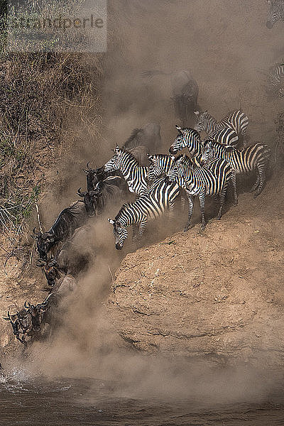 Gnus und Zebras bei der jährlichen Migration über den Mara-Fluss in Südkenia