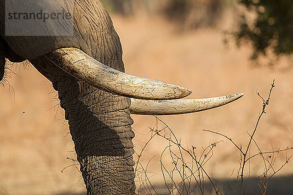 Elefant (Loxodonta Africana)  Mana Pools  Simbabwe