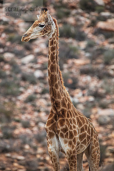 Giraffe (Giraffa camelopardalis)  Fluss Touws  Westkap  Südafrika