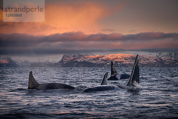 Orcas  Killerwale  Skjervøy  Troms  Norwegen