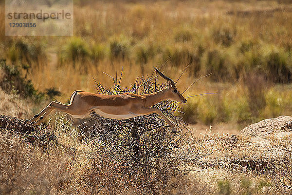 Impala-Widder (Aepyceros melampus)  Mana-Pools  Simbabwe