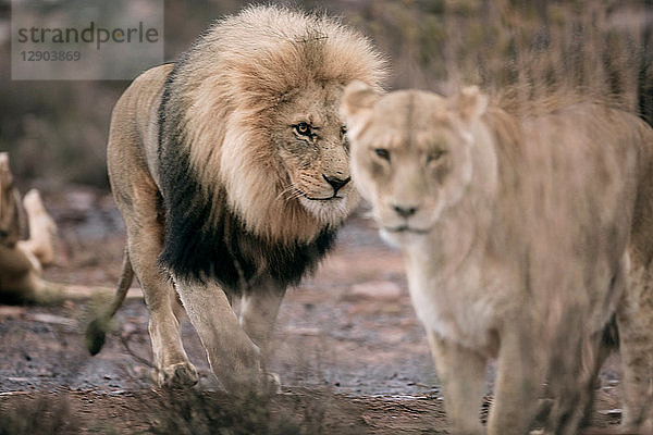 Lions-Paar (Panthera leo)  Touws River  Westkap  Südafrika