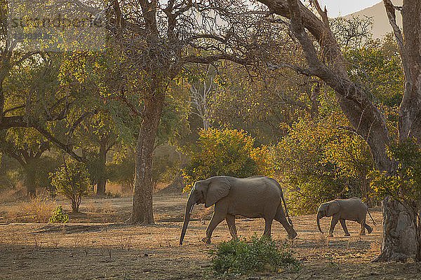 Elefant und Kalb (Loxodonta Africana)  Mana Pools  Simbabwe