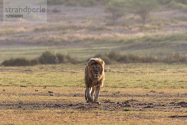 Männlicher Löwe (Panthera leo)  Ndutu  Ngorongoro-Schutzgebiet  Serengeti  Tansania