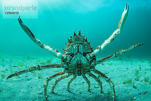 Seespinne in Kampfpose  Inishmore  Aran-Inseln  Irland