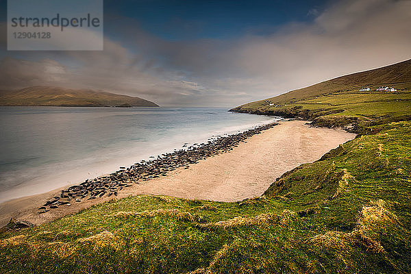 Kegelrobbenkolonie am Strand von Great Blasket  Blasket Islands  Irland
