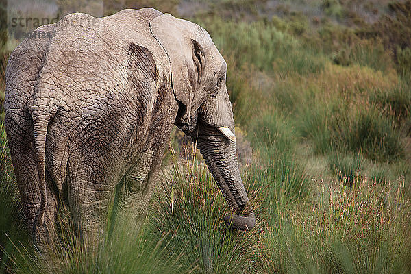 Afrikanischer Elefant (Loxodonta) auf der Weide  Touws River  Westkap  Südafrika