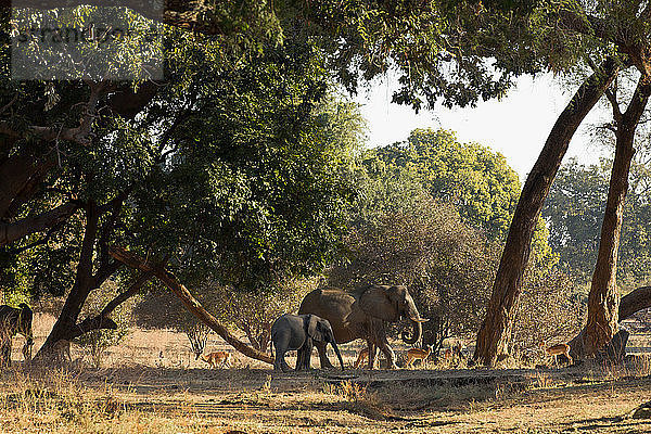 Elefant und Kalb (Loxodonta Africana)  Mana Pools  Simbabwe