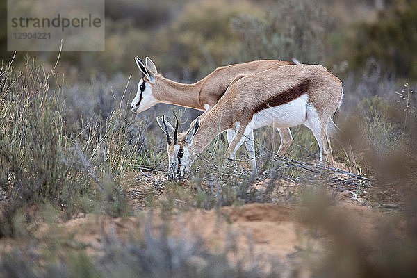 Paar Springböcke (Antidorcas marsupialis)  Touws River  Westkap  Südafrika