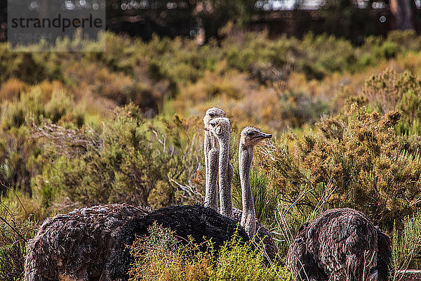 Straußenrudel (Struthio camelus)  Touws River  Westkap  Südafrika