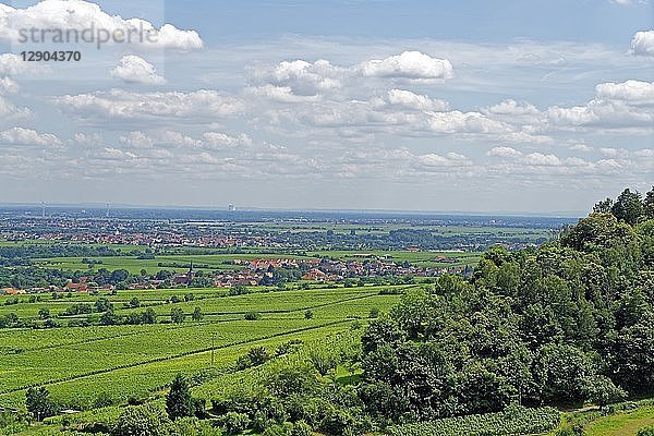 Weinberg  Wachenheim  Rheinland Pfalz  Deutschland  Europa