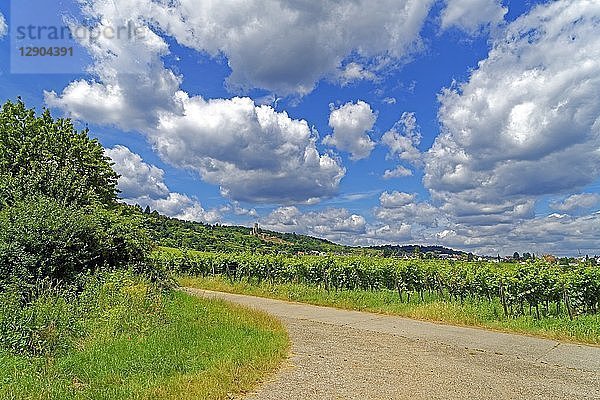 Weinberg  Wachenheim  Rheinland Pfalz  Deutschland  Europa