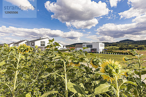 Germany  Baden-Wuerttemberg  Suessen  sunflower field and modern houses