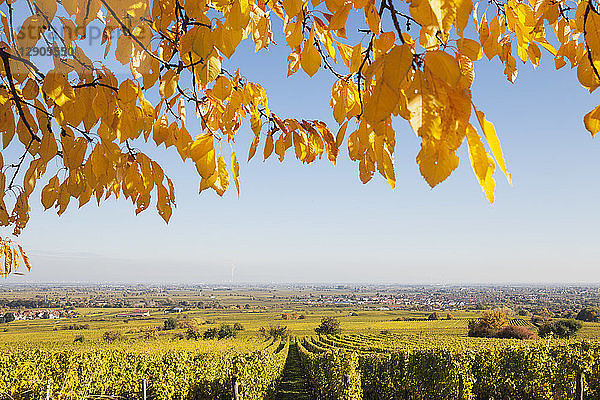 Germany Rhineland-Palatinate  Pfalz  German Wine Route  wine village Niederkirchen in distance  vineyards in autumn colours