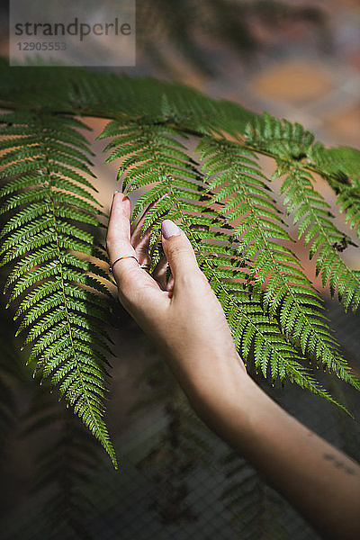 Hand of a young woman touching fern leaves