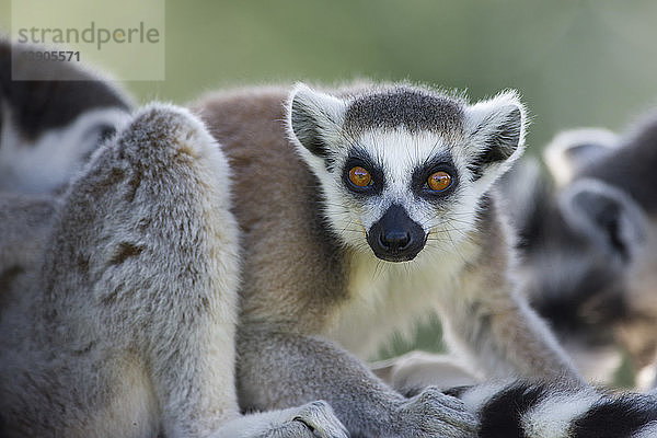 Portrait of ring-tailed lemur