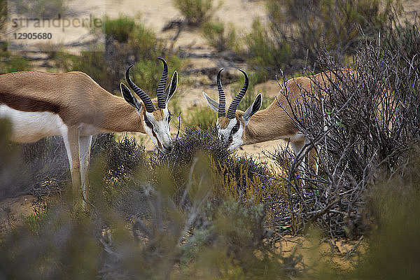 South Africa  Aquila Private Game Reserve  Springboks eating  Antidorcas marsupialis