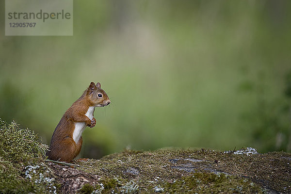 Red squirrel standing on hind legs