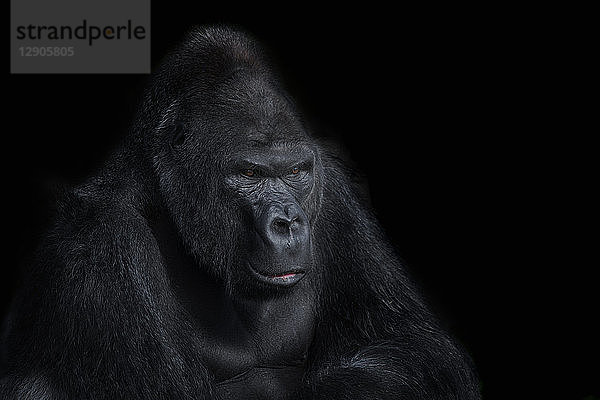 Portrait of gorilla in front of black background