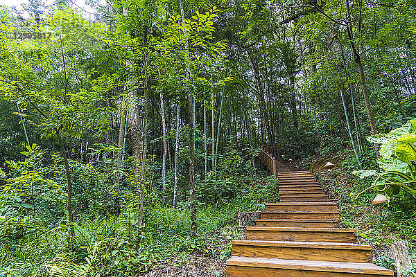 China  Fujian Province  stairs in Niumu forest
