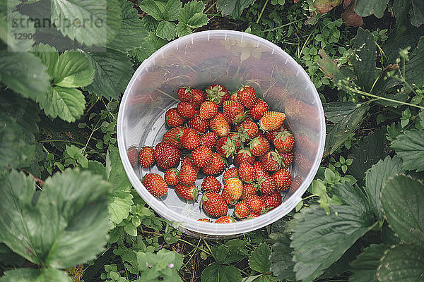 Harvested strawberries in plastic bowl
