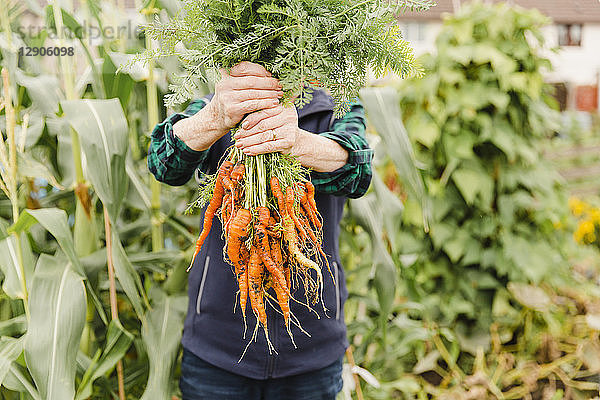 Unrecognizable senior woman holding bunch of harvested carrots