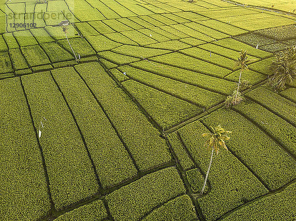 Indonesia  Bali  Aerial view of rice fields