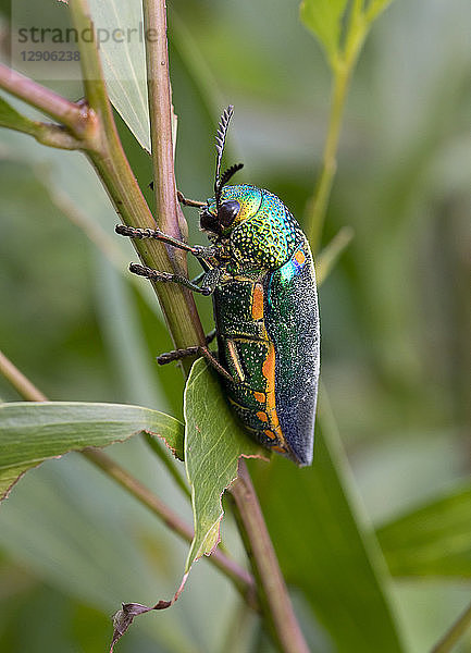 Thailand  Jewel beetle  Buprestidae