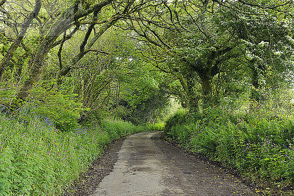 United Kingdom  England  Cornwall  Narrow country road treelined in forest