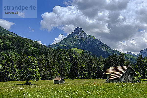 Germany  Bavaria  Swabia  Allgaeu  Tannheim Alps  meadow in Achen Valley near Pfronten  with Aggenstein mountains