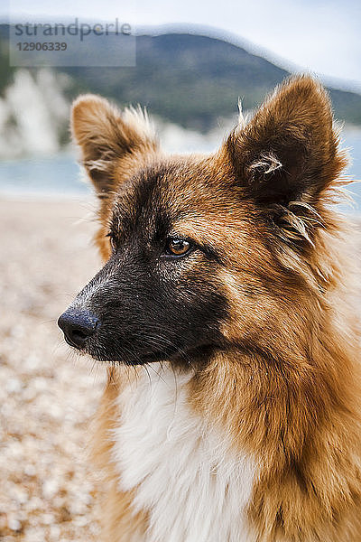 Italy  Vieste  portrait of stray dog on Vignanotica Beach